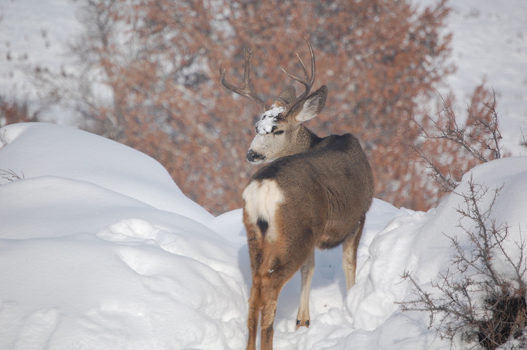 Mule Deer
