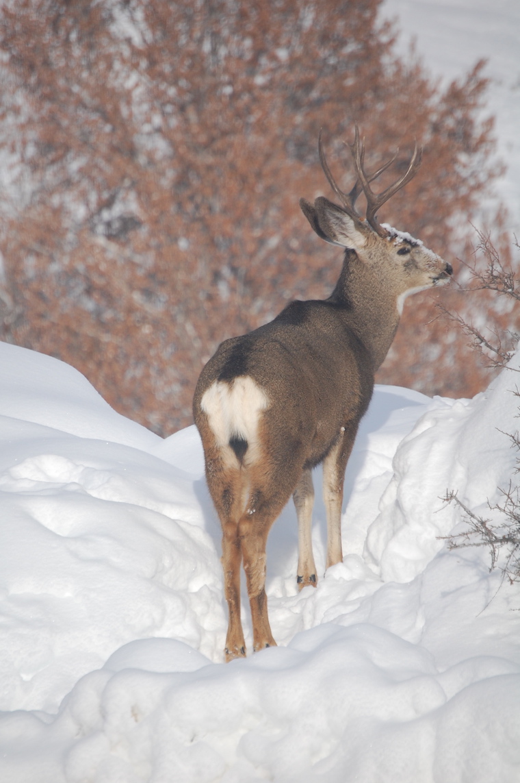 Mule Deer