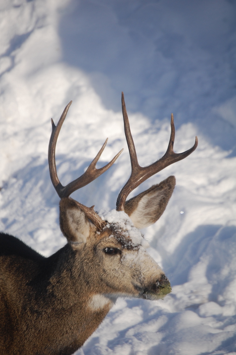 Mule Deer
