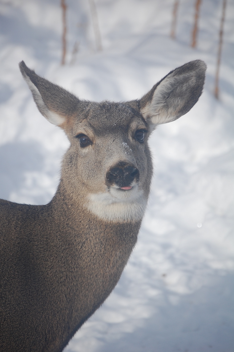 Mule Deer