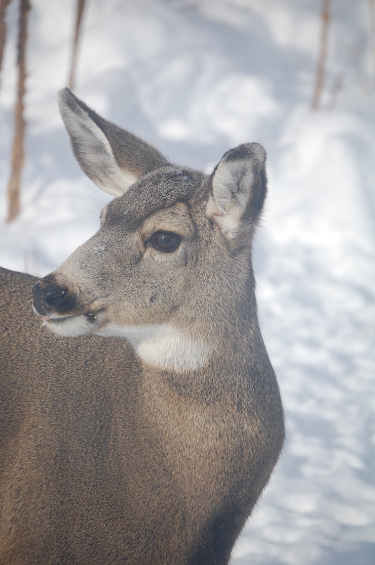 Mule Deer