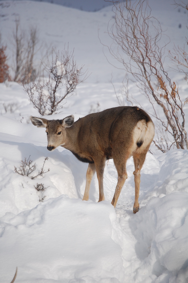 Mule Deer