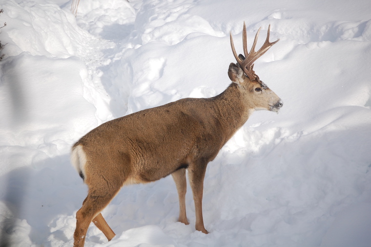 Mule Deer