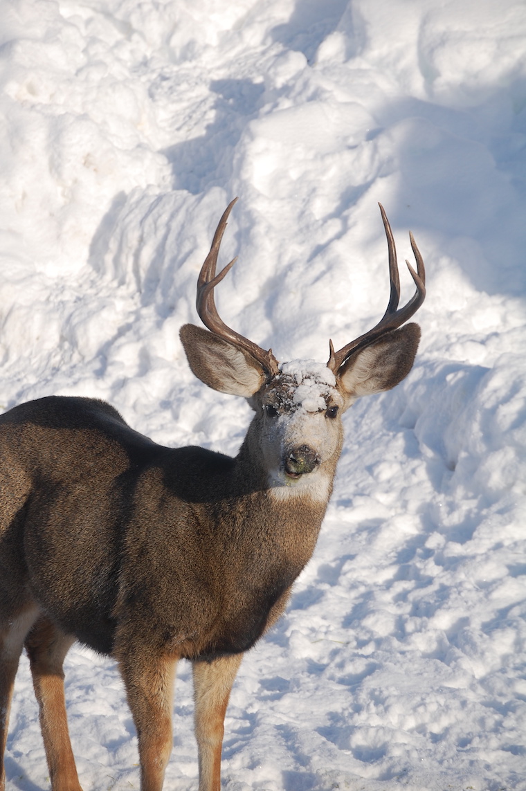 Mule Deer