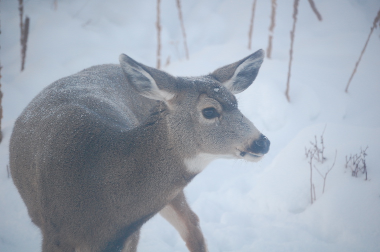 Mule Deer