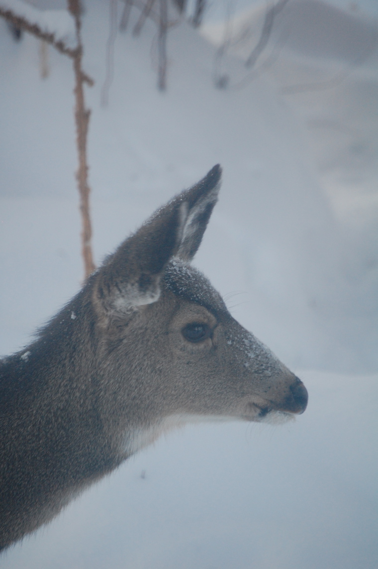 Mule Deer