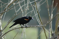 Red-Winged Blackbird