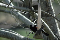Red-Winged Blackbird