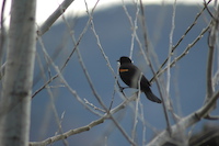 Red=Winged Blackbird