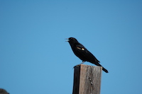 Red-Winged Blackbird