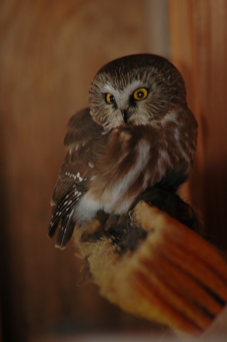 Saw-whet Owl