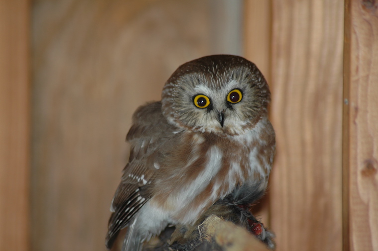 Saw-whet Owl