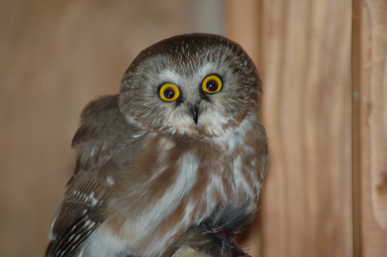 Saw-whet Owl