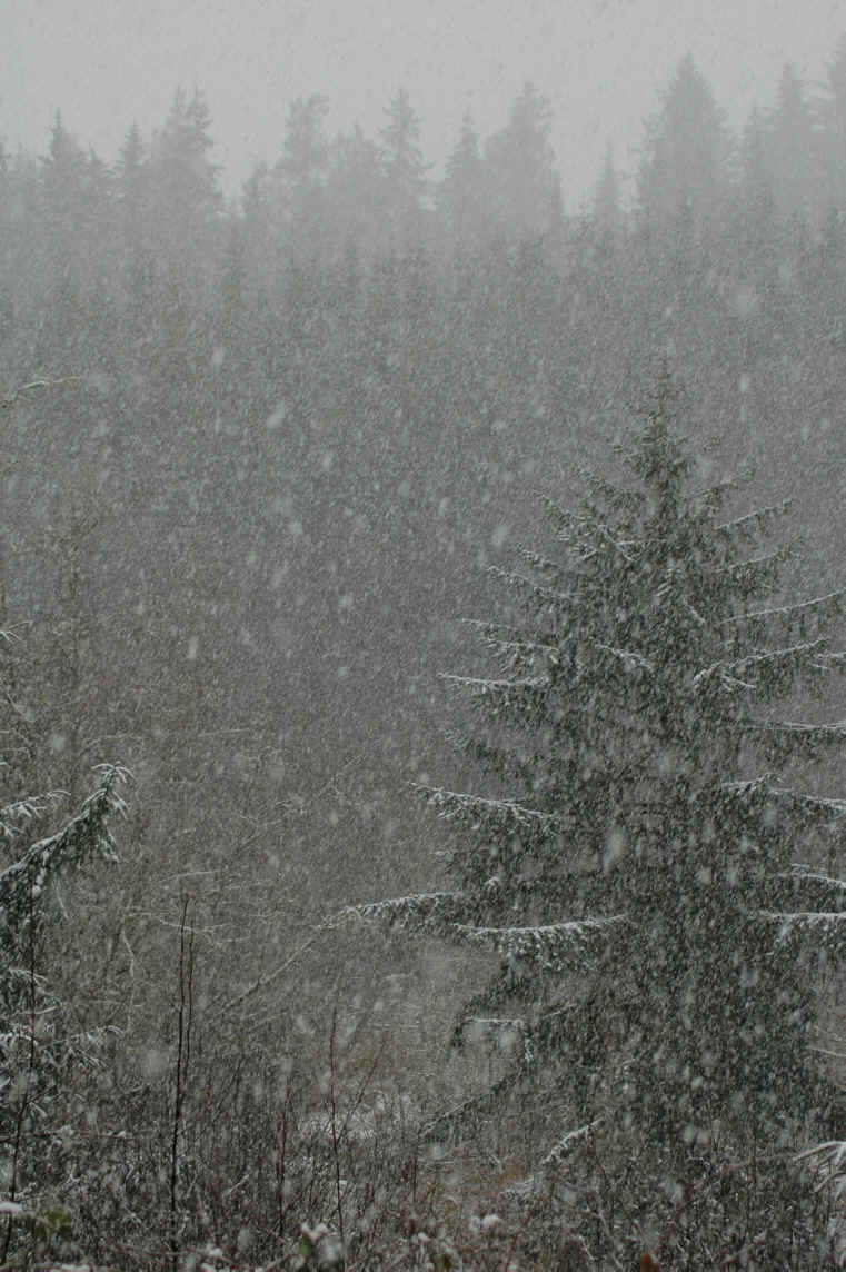 Washington snow