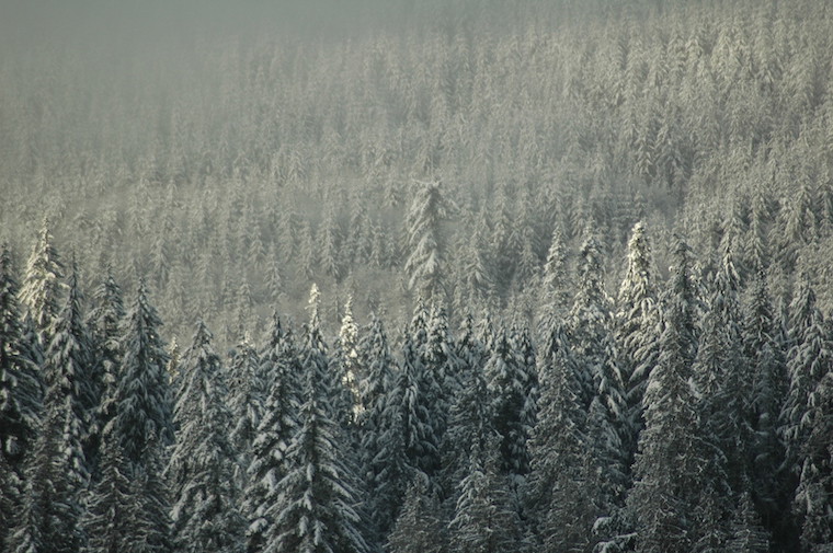 Washington snow