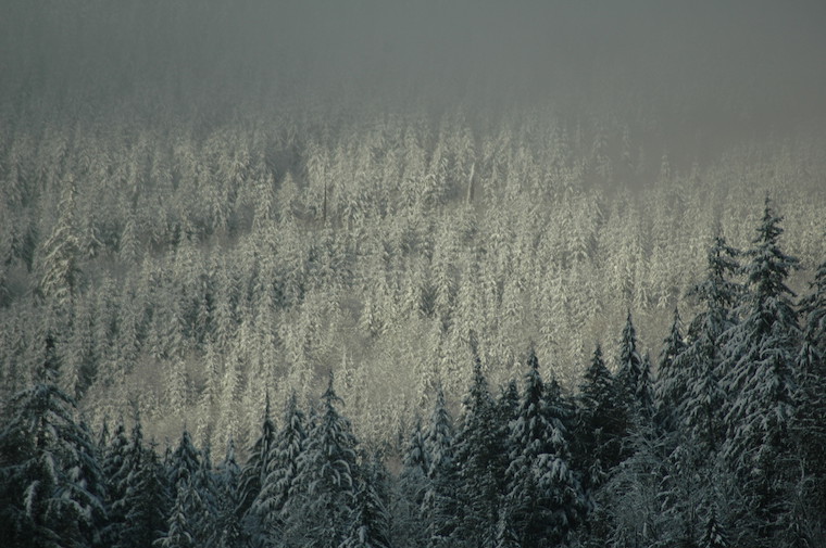 Washington snow