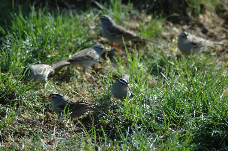 white-crowned sparrow