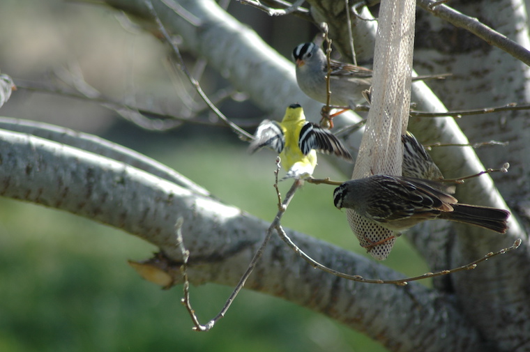 white-crowned sparrow