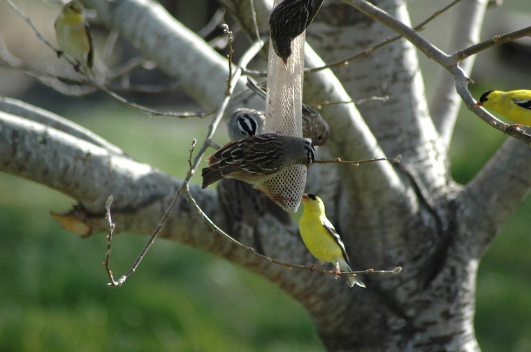 white-crowned sparrow