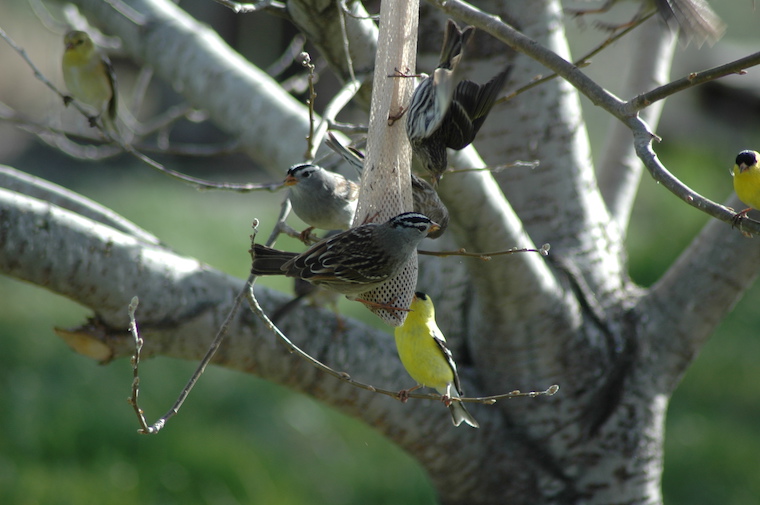 white-crowned sparrow