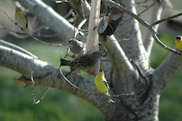 White-crowned Sparrow