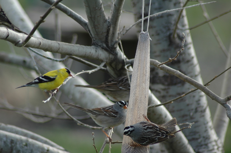 white-crowned sparrow