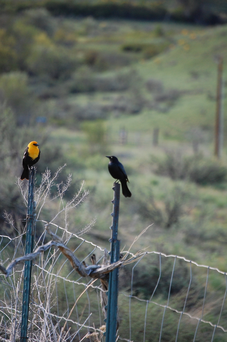 Yellow-headed Blackbird