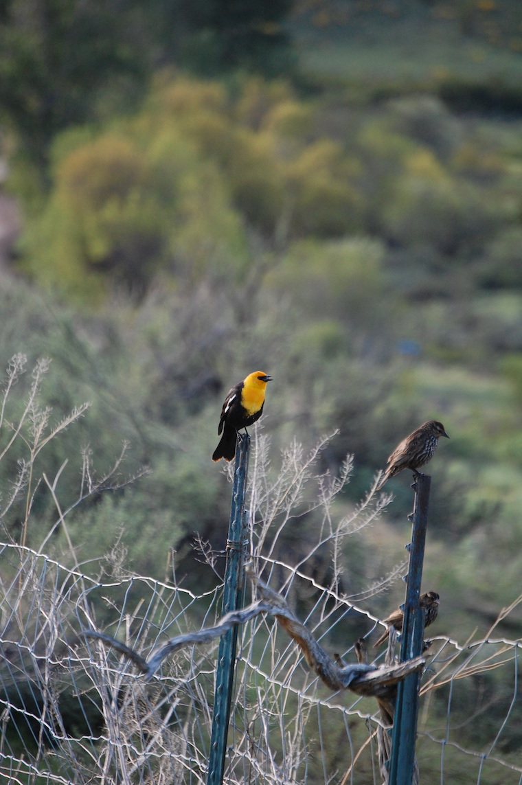 Yellow-headed Blackbird