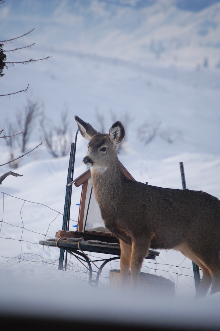 Mule Deer