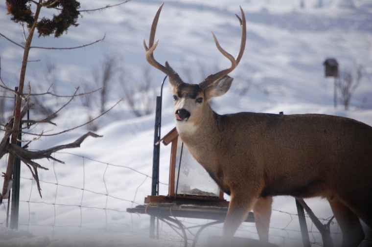 Mule Deer