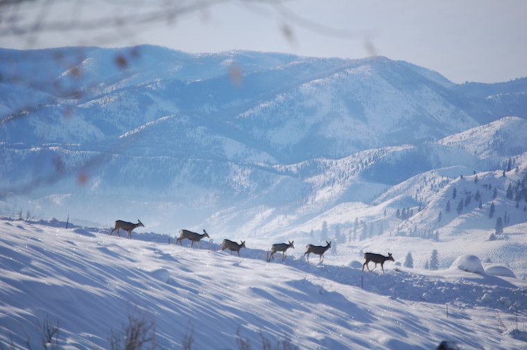 Mule Deer