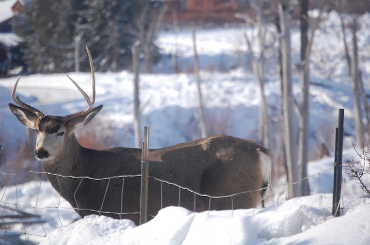 Mule Deer