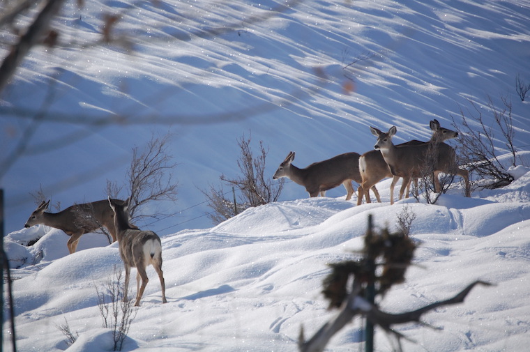Mule Deer