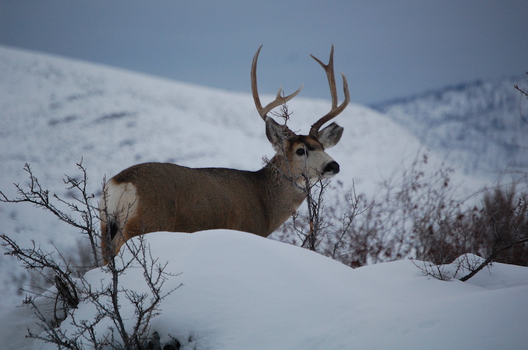 Mule Deer