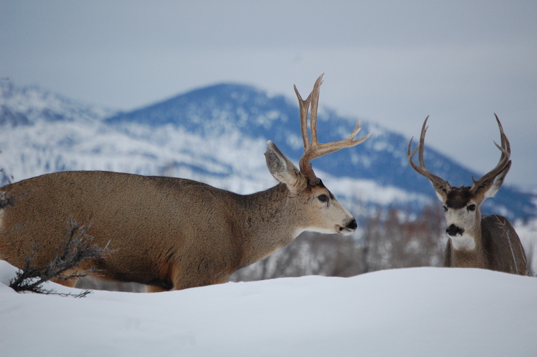 Mule Deer