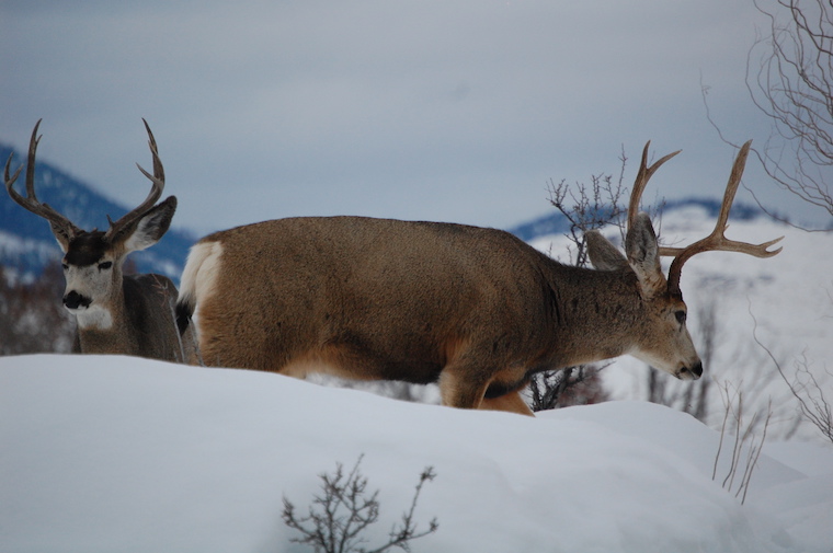 Mule Deer