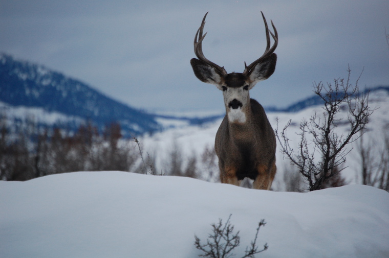 Mule Deer