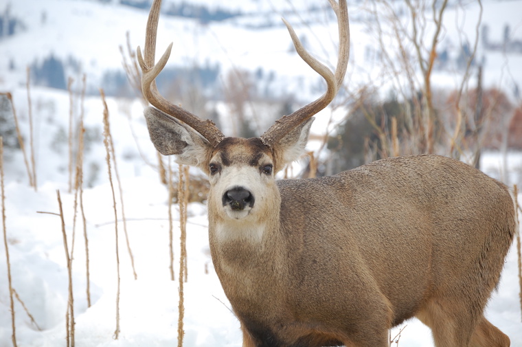 Mule Deer