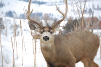 Mule Deer