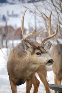 Mule Deer