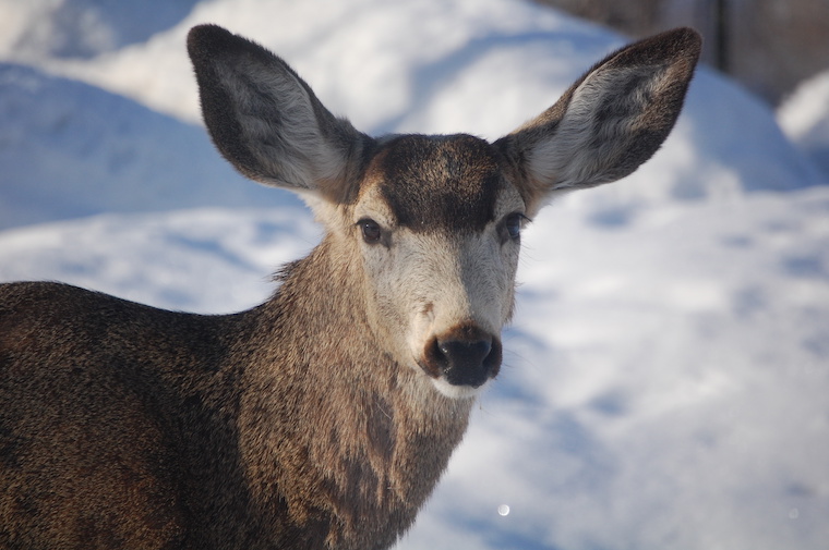 Mule Deer