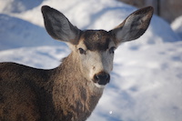 Mule Deer
