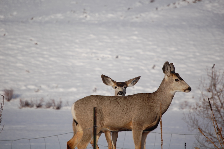 Mule Deer