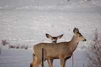 Mule Deer