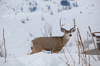 Mule Deer