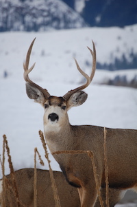 Mule Deer