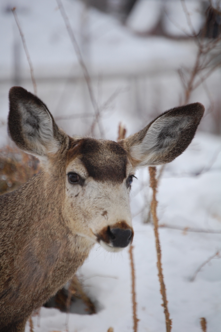 Mule Deer