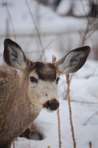 Mule Deer