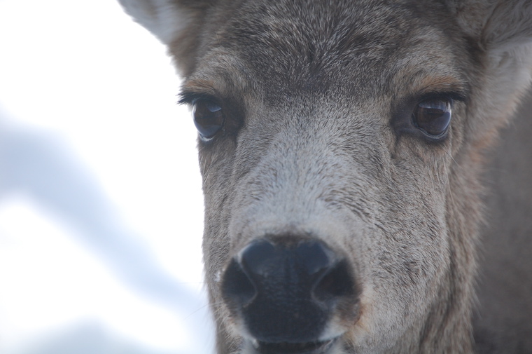 Mule Deer