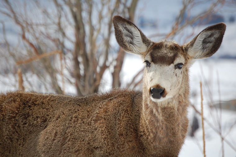 Mule Deer